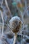 Vertical shot of wild teasel covered in frost in a field with a blurry background