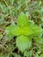 Vertical shot of winged false buttonweed