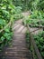 Vertical shot of a wooden curvy pathway in the middle of a forest surrounded by green plants