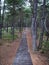 Vertical shot of a wooden walkway in the dune-forest