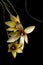 Vertical shot of yellow African corn lilies on a dark background