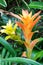 Vertical shot of a yellow Guzmania (tufted airplant)