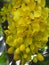 Vertical shot of yellow Indian Laburnum flowers