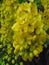 Vertical shot of yellow Indian Laburnum flowers