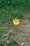 Vertical shot of yellow lance-leaved coreopsis flowers