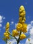 Vertical shot of a yellow Ringworm Senna flower
