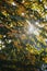 Vertical shot of a yellowing maple leaf under the bright sunlight in autumn