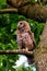 Vertical shot of a young barred owl surveying from the tree branch