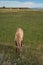 Vertical shot of a young Bighorn Sheep grazing on a pasture