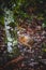 Vertical shot of a young chicken perched on the muddy ground by a mossy tree