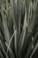 Vertical shot of yucca leaves