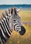 Vertical shot of a zebra in savannah