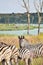 Vertical shot of zebras in savannah