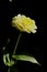 Vertical side view from a yellow single blossom with black background