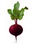 Vertical single beet root with leaves & x28;mangold& x29; on white background