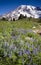 Vertical Slope Mt Rainier Lupine Wildflowers Flora