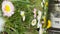 Vertical slow motion footage of Dandelion field. Yellow dandelion flowers on green field, herbal flower Dandelions Bloom