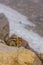 vertical small chipmunk on rock near alpine snow fields in high altitude summer