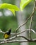 Vertical small olive backed sunbird scratch body hanging on branch tree. beauty tiny bird yellow and blue color in garden