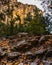 Vertical of sonesin a forest in the Blanc-Martel trail in La Palud-sur-Verdon, France