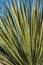 Vertical of a southwestern Yucca plant close up.