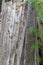 Vertical Stack of Aged Boards