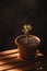 Vertical still life of indoor blooming houseplant in flower pot on wooden box