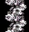 A vertical strip of black and white peonies