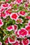 Vertical of stunning China Pink Dianthus Chinensis blooming flower garden background asset