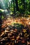 Vertical of sunbeam filters through a thicket of trees and foliage in a forest