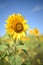 Vertical Sunflower Plant Defocused Field and Sky