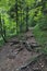 Vertical of surface roots on a hiking trail in dense forest