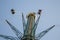 Vertical Swing, Prater, Vienna Austria