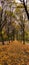 Vertical of a symmetrical autumn park with a pathway full of fallen golden leaves