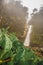 Vertical take green vegetation with a waterfall in the background with rocks in the middle of the tropical cloud forest of Costa