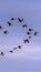 Vertical tall Flock of birds flying against hazy blue sky with clouds