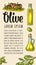 Vertical template for menu, poster, label olive oil. Vector engraving