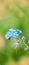 Vertical thin Dandelion seeds. raindrops and dew.forget me not.forget-me-not macro. Violet blue blur background. Summer