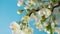 Vertical time lapse footage of white flower buds opening against blue sky