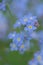 Vertical toned tiny flowers background. Bluish colored forget-me-not