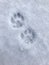 Vertical top view of paw prints on the snowy ground
