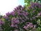 Vertical torches of inflorescences of purple lilacs are directed to the sky on high green bushes
