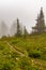 vertical trail through fog and sub-alpine meadow covered in wildflowers