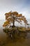 Vertical Tree in Autumn Mist in Duck NC