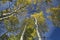 Vertical tree top view of fall Aspen trees