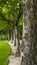 Vertical Trees with rough white barks lining a paved road and vibrant green lawn