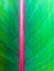 vertical tropical leaf