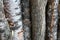 Vertical trunk hard birch bark white hard weathered brown background forest design base