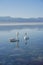 Vertical of two white swans gliding across a tranquil lake