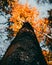 Vertical undershot of a maple tree reaching into the sky in autumn colors, sunlit top